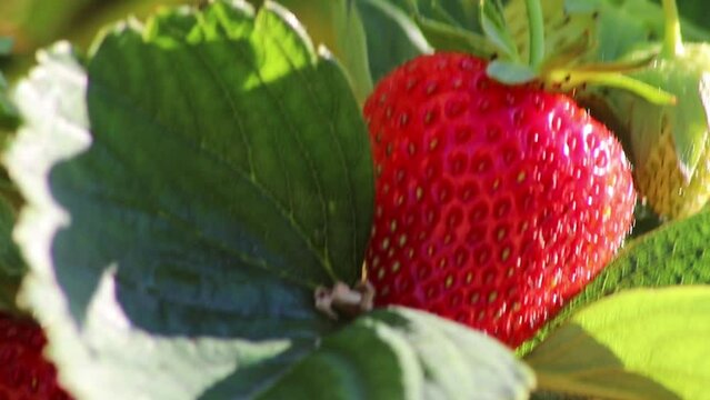 Delicious strawberries and unripe strawberries on organic farmland cultivated and homegrown fruits for vegan nutrition in organic gardening for healthy eating with fresh strawberries in sweet close-up