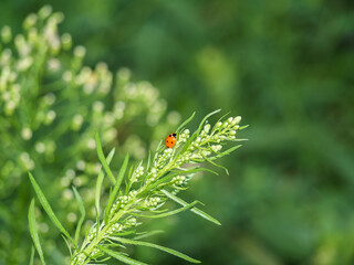 Ladybug on a flower. Zoology, ecology, environmental protection, love of nature. Background