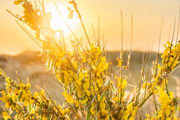 Gorse bush or Ulex Europaeus, between the dunes during golden hour at Terschelling Friesland Province in The Netherlands