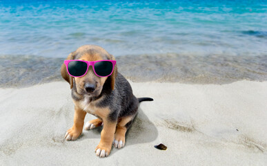 Fototapeta na wymiar Portrait of young dog with sunglasses at tropical beach