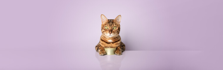 Bengal cat with a can of canned food on a colored background.