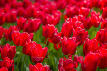 Colorful spring meadow with lot red tulip flowers - close up. Nature, floral, blooming and gardening concept