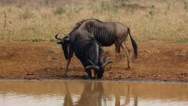 Blue Wildebeest Images Browse 17 067 Stock Photos Vectors And Video