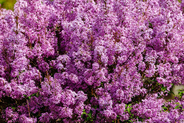 Purple lilac bush (Syringa) in Capitol Reef National Park during spring. Selective focus, background blur and foreground blur.
