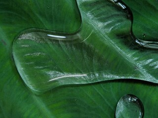 Macro of big water drops texture on green leaves