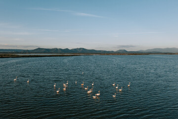 Flamingos in den Salzfeldern von Sant`Antioco auf Sardinien. Flamingo´s auf einem See bei Sonnenuntergang und Hügel im Hintergrund. Drohne 4