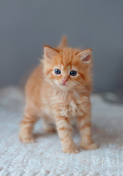 cute ginger kitten. funny photo of animals. Pets