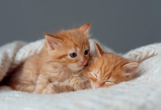 two red kittens are sleeping. funny photo of pets