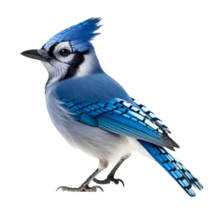 Deurstickers blue jay bird animal © TA
