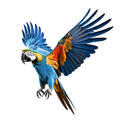 macaw bird animal - obrazy, fototapety, plakaty