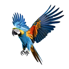 Foto op Plexiglas macaw bird animal © TA