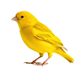 Selbstklebende Fototapeten canary bird animal © TA