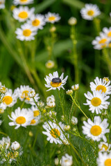 Fototapeta premium White-spotted Rose Beetle (Oxythyrea funesta) on Chamomile flowers 