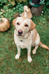 Pale Labrador sits on the grass, summer