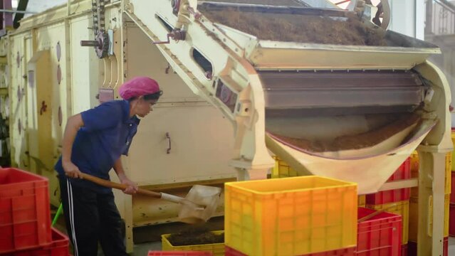 Asian woman worker collects fermented tea leaves using shovel near fermentation machine on industrial plant. Female employee working on tea manufacturing factory on tea production. Agribusiness.