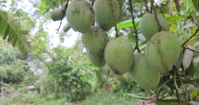 Mangoes On Tree