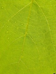 Fototapeta na wymiar Macro photo of a vine leaf.