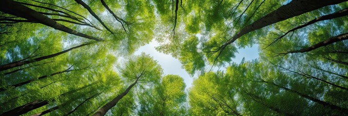 Fototapeta na wymiar Nature's harmony. Tall trees in the forest canopy and sky in vibrant green