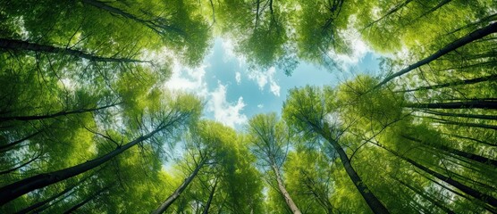 Nature's harmony. Tall trees in the forest canopy and sky in vibrant green