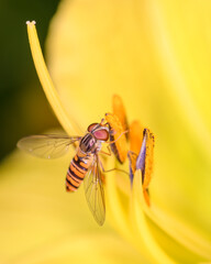 Marmalade hoverfly - Episyrphus balteatus with Hemerocallis