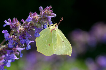 Common brimstone butterfly - Gonepteryx rhamni