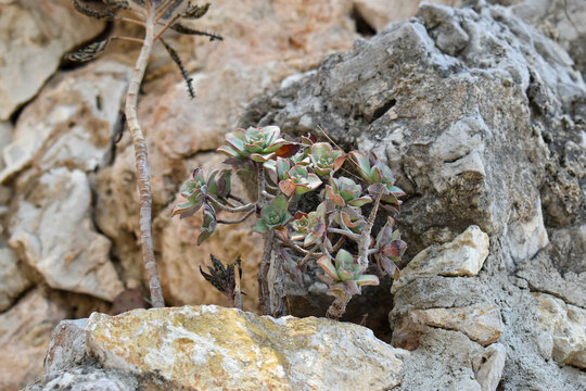 Cactus O Planta Suculenta En La Piedra