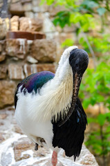 duck in a zoo