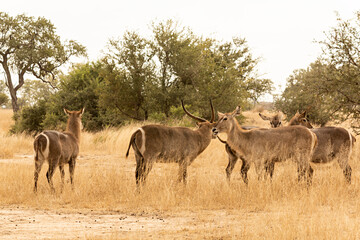 Naklejka na ściany i meble Grupo de antílopes en el parque nacional Kruger en Sudáfrica.