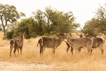 Brushed aluminium prints Antelope Grupo de antílopes en el parque nacional Kruger en Sudáfrica.