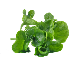Watercress transparent png