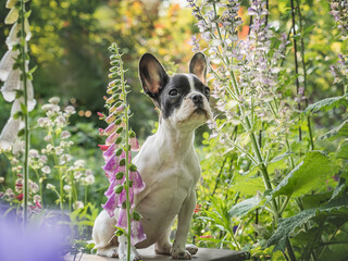 Cute puppy sits in a meadow near growing flowers. Clear, sunny day. Closeup, outdoor. Day light. Concept of care, education, obedience training and raising pets