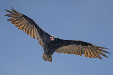 The turkey vulture Cathartes aura is the most widespread of the New World vultures