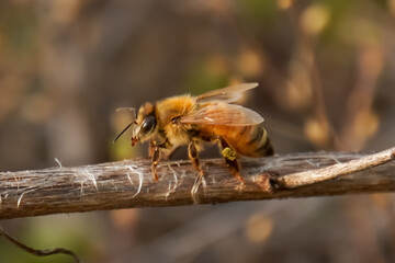 close up of a honey bee perched on a branch