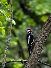 Great spotted woodpecker on a tree with prey in its beak. Close-up