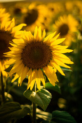 girasoles