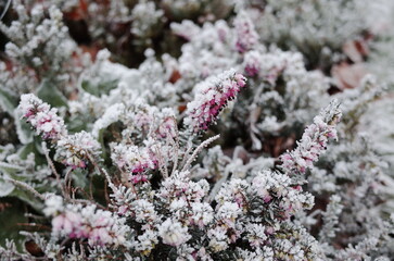 a frosty winter garden