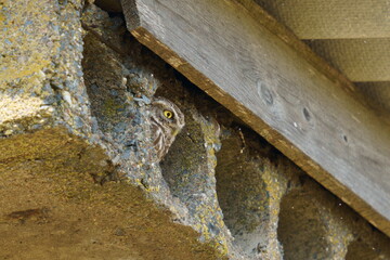 The owl hides in the pipes on the roof. The little owl (Athene noctua), also known as the owl of Athena or owl of Minerva, is a bird that inhabits much of the temperate and warmer parts of Europe.