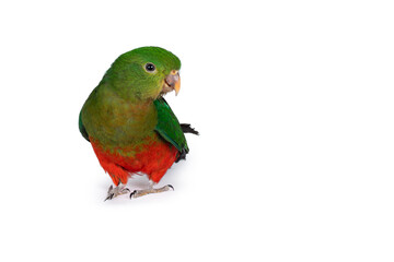 Australian king parrot standing facing front head turned side ways looking towards camera isolated on a white background