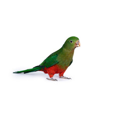 Australian king parrot standing side ways showing tail looking towards camera isolated on a white background