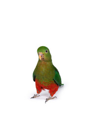 Australian king parrot standing facing front looking towards camera isolated on a white background