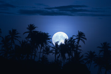 Tropical Landscape of a Full Moon, Palm Trees in the Night Sky's Background