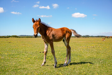 Naklejka na ściany i meble Brown horse foal in the open countryside. cute adorable young horse 