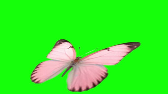Beautiful Butterfly green Screen, Butterfly Motion Graphic Green Screen 