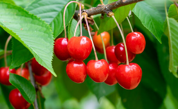 fruits of a ripening cherry hanging on a tree