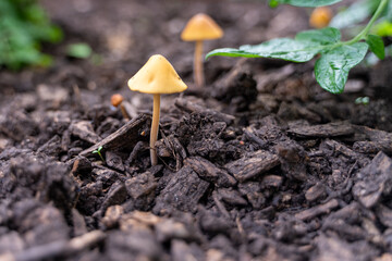 mushroom on the ground