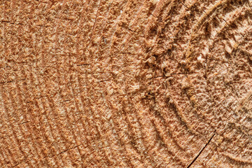 Brązowe drewno z bliska, tapeta struktura drzewa