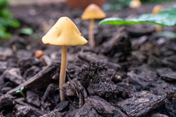 mushroom in the forest