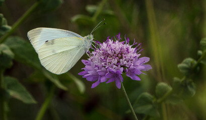 Butterfly on a beutiful flower