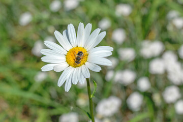 Obraz premium Owad gnojka wytrwała na kwiatku z żółtym środkiem i białymi platkami