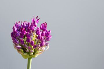 A garden leek (allium) with many buds and some first blossom in front of a gray background - obrazy, fototapety, plakaty